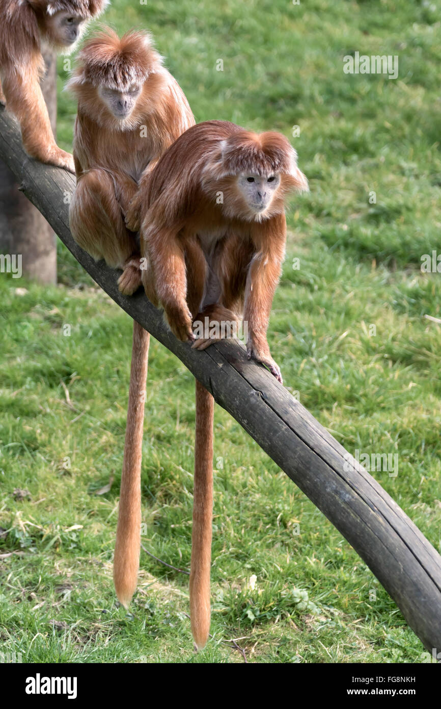 Javan Lutung (Trachypithecus auratus) Banque D'Images