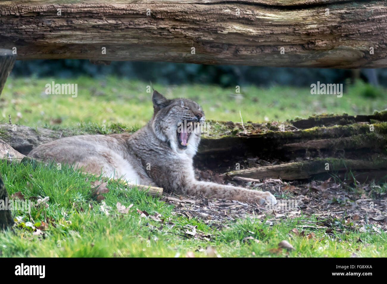 Le lynx (Felis lynx lynx) Banque D'Images