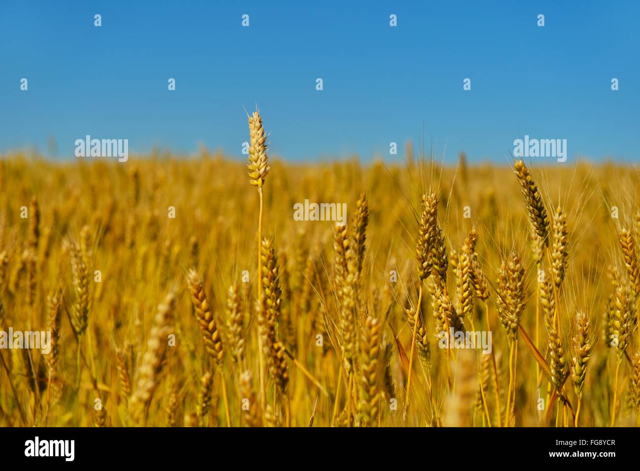 Champ de blé avec ciel bleu en arrière-plan Banque D'Images