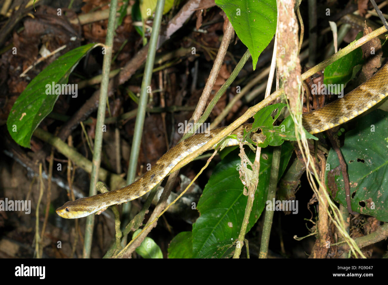 Fer de lance (Bothrops atrox) une vipère venimeuse ramper dans le sous-étage de la forêt tropicale, Pastaza province, l'Équateur Banque D'Images