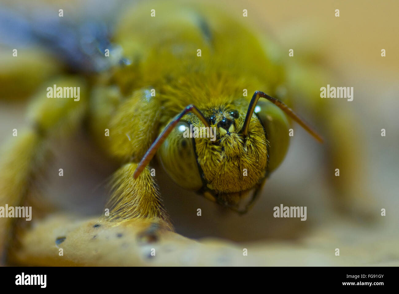 Close up d'un poilu (taille de l'insecte inconnu  3,5 cm) avec un imitateur face Banque D'Images