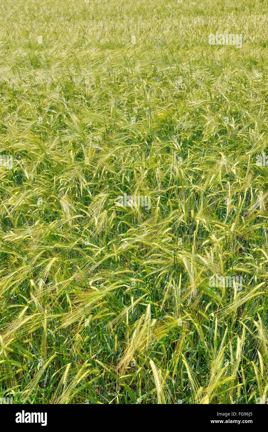 La culture du blé dans un champ dans la campagne anglaise. Banque D'Images