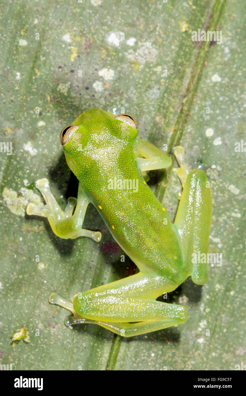 Santa Cecilia Cochran Frog (Teratohyla midas) sur une feuille verte dans la province de Pastaza, Equateur Banque D'Images