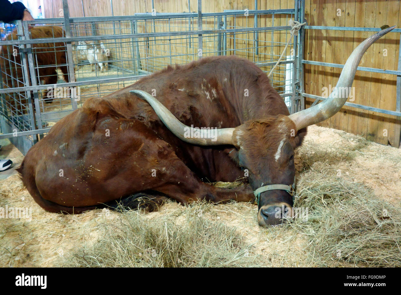 Une vache Texas Longhorn steer dans un stylo Banque D'Images