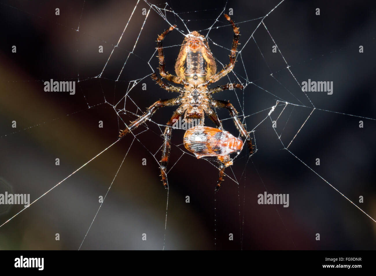 Orb-amazonienne spider web beetle manger la nuit, dans la forêt tropicale dans la province de Pastaza, Equateur Banque D'Images