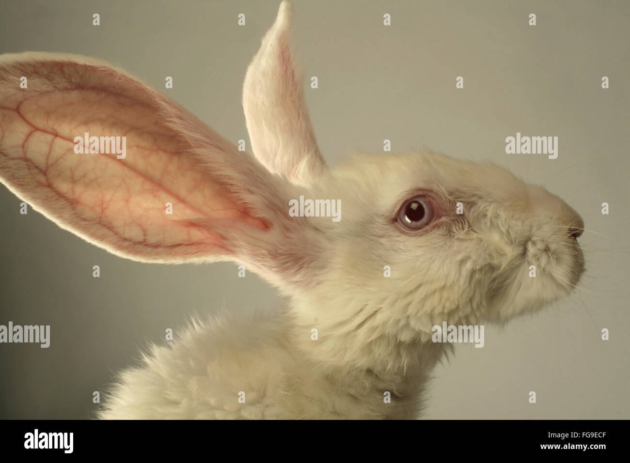 Portrait d'un lapin blanc avec d'immenses oreilles sur fond gris Banque D'Images