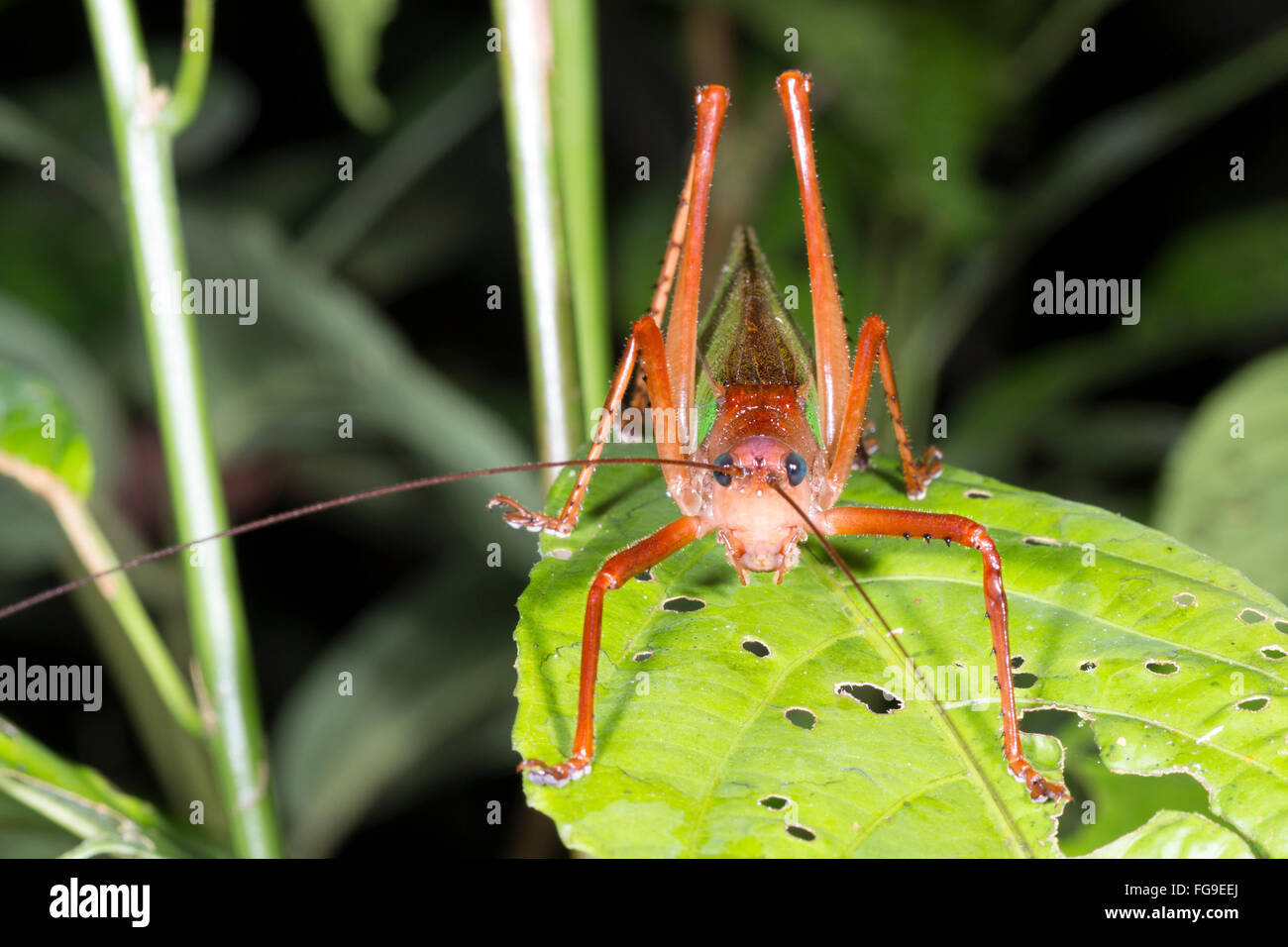 Green bush cricket dans une forêt d'arbustes, province de Pastaza en Amazonie équatorienne. Banque D'Images
