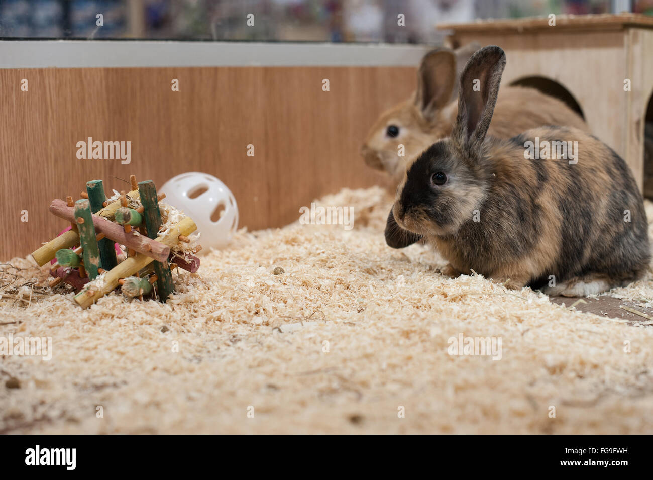 Les Lapins en bonne santé vivant dans un bon environnement Banque D'Images