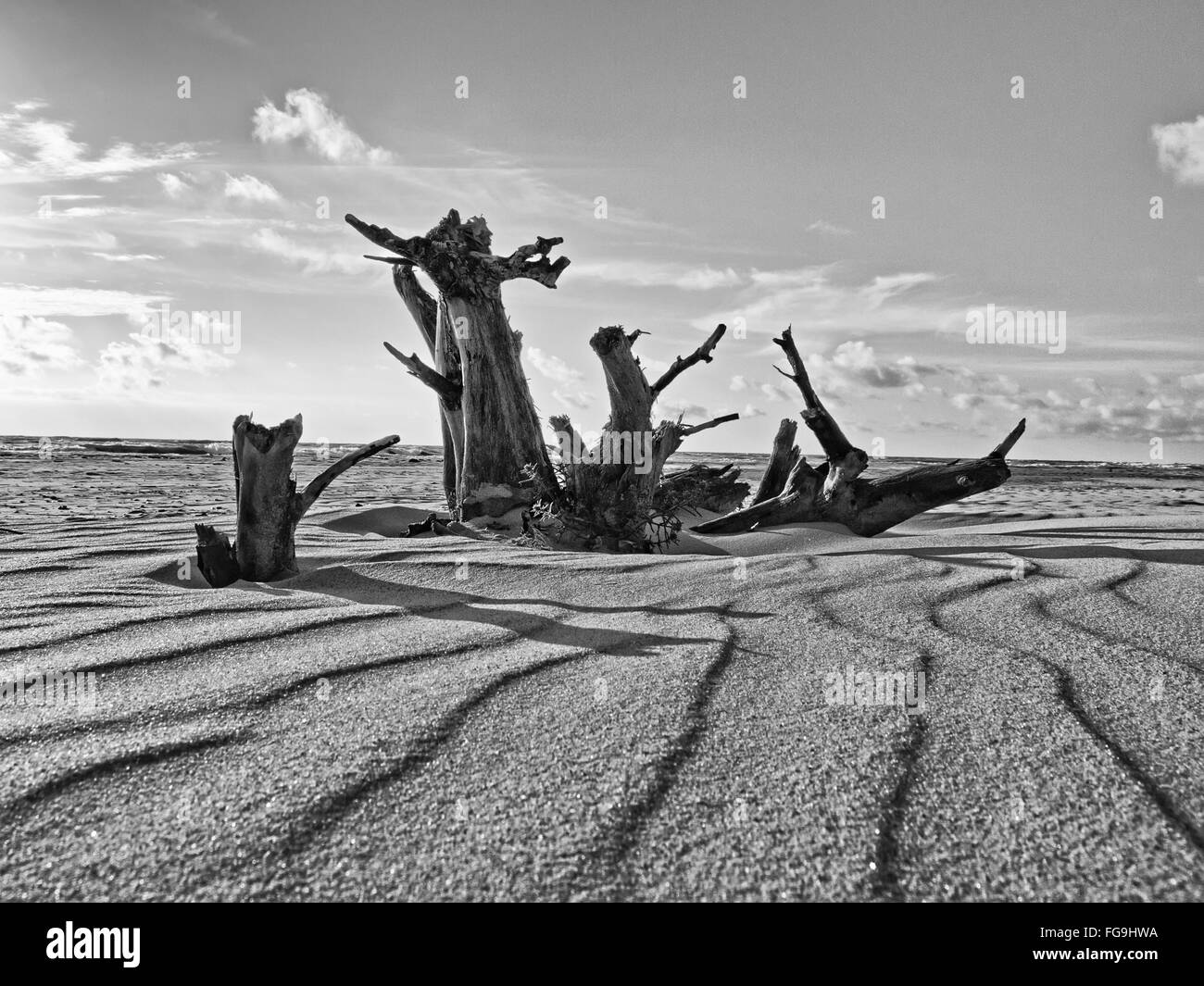 Arbre sec sur la plage de la mer Baltique. blackly blanc photo Banque D'Images