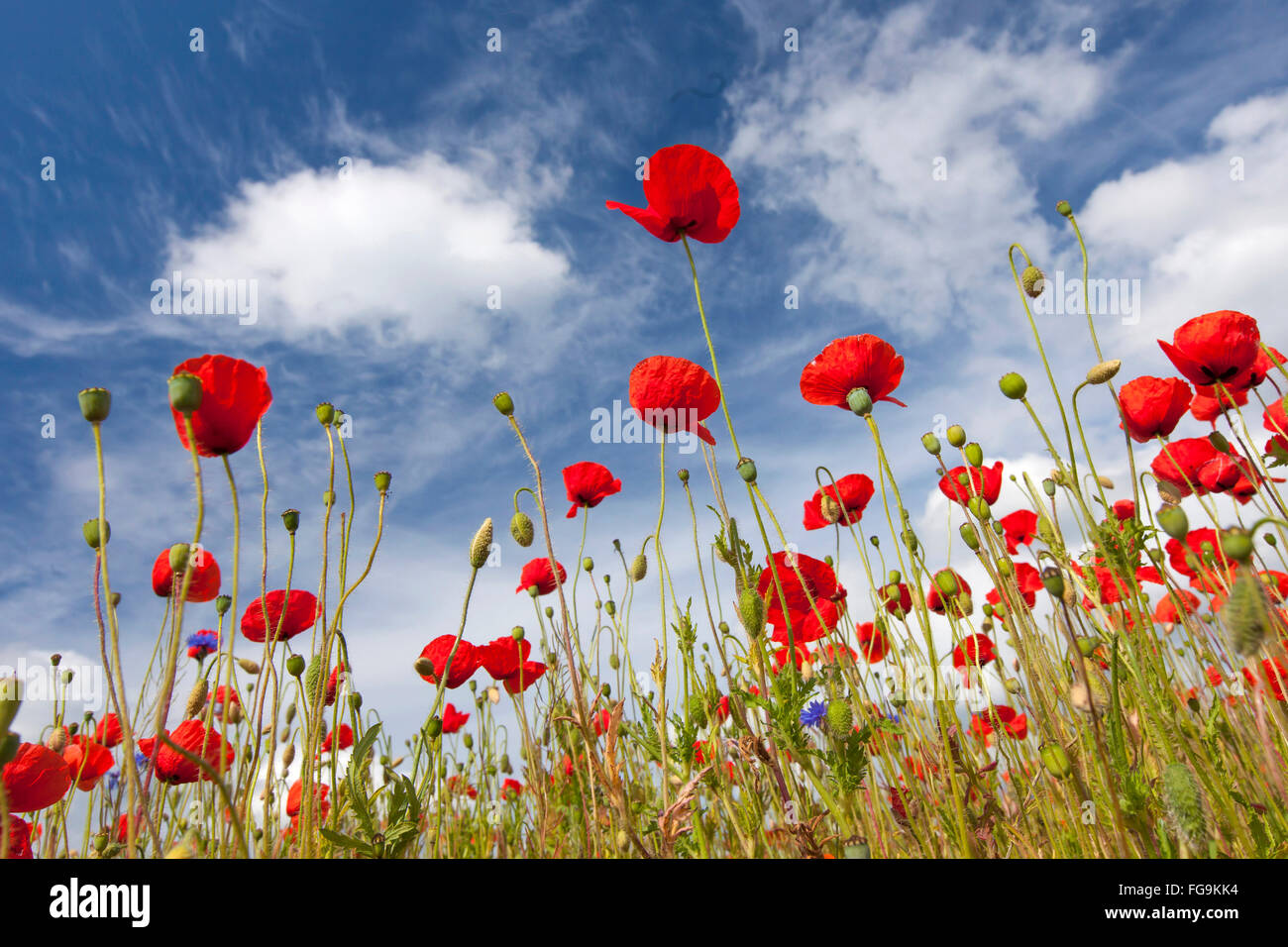 Les fleurs Pavot Rouge, la Flandre le pavot (Papaver rhoeas) vu contre le ciel. Allemagne Banque D'Images