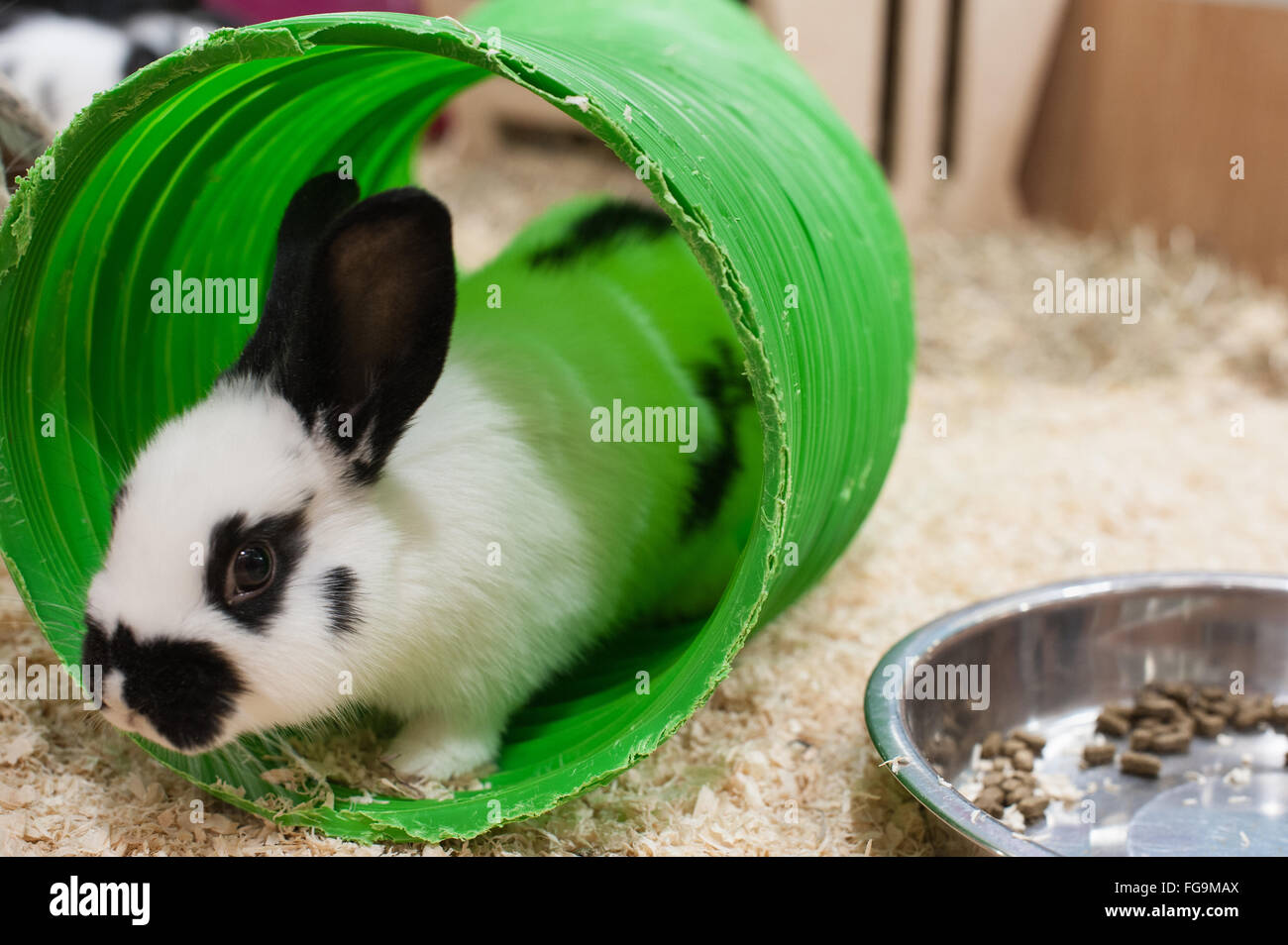 Le Lapin à jouer dans un bon environnement Banque D'Images