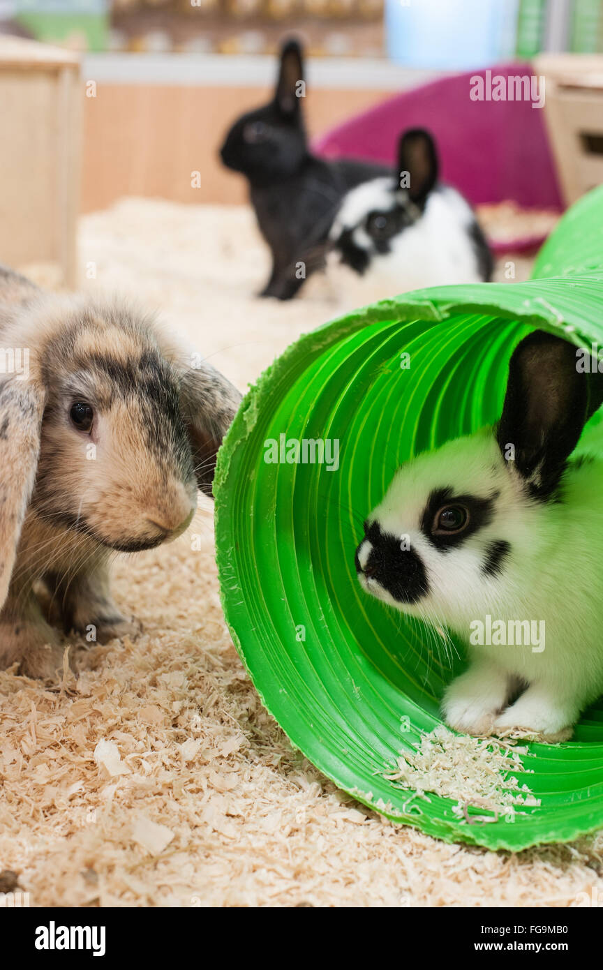 Le Lapin à jouer dans un bon environnement Banque D'Images