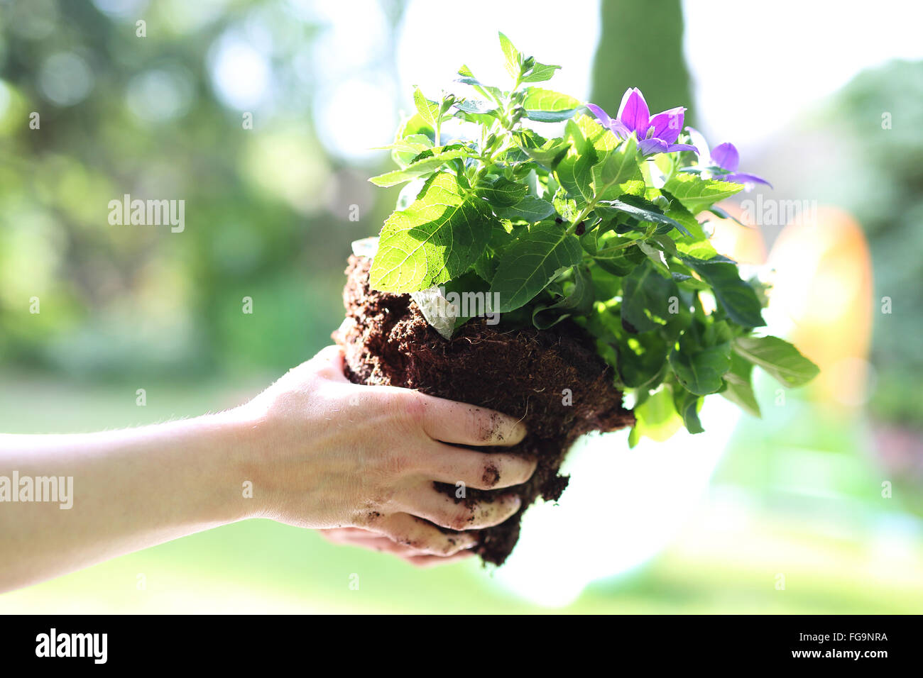La plantation jardin fleuri. Les plants femelles dans les plantes en pot formant une belle composition fleur. Mon beau jardin Banque D'Images