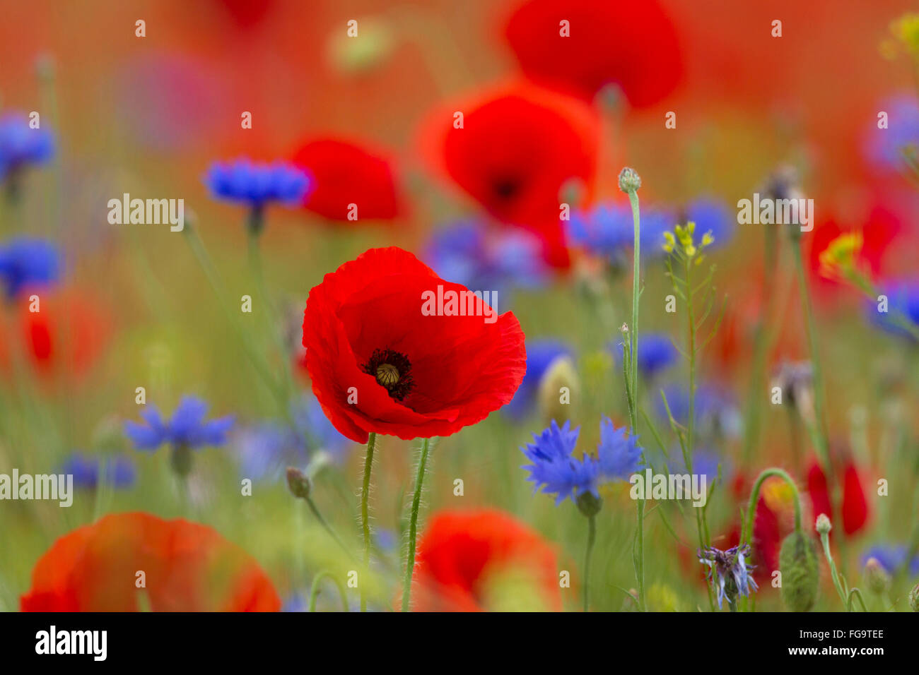 Champ Coquelicot, pavot, Papaver rhoeas Coquelicot (Flandre) et le bleuet (Centaurea cyanus), la floraison, Allemagne Banque D'Images