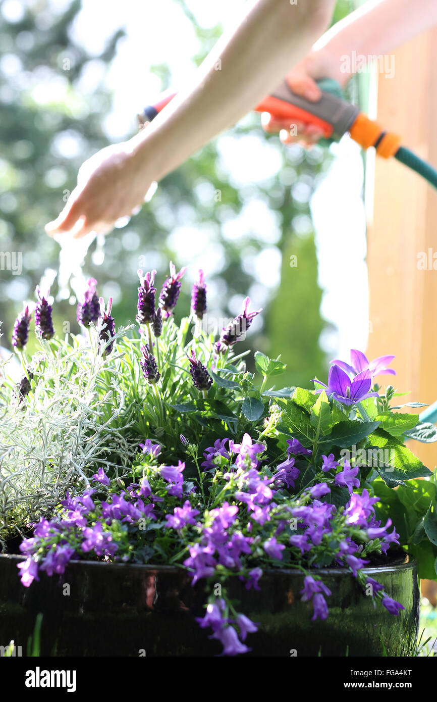 La femme d'arroser les plantes dans le jardin. jardin verdoyant. L'arrosage du jardin. L'arrosage des plantes Banque D'Images