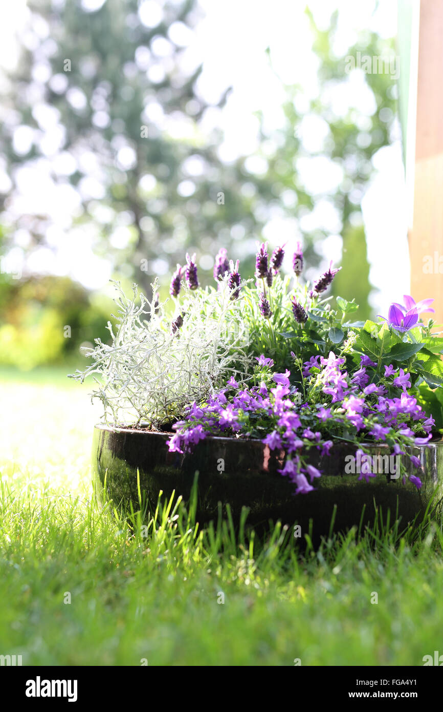 Composition florale couleur violet. Mon beau jardin. L'été dans le jardin. Arrangement de fleurs de lavande Banque D'Images