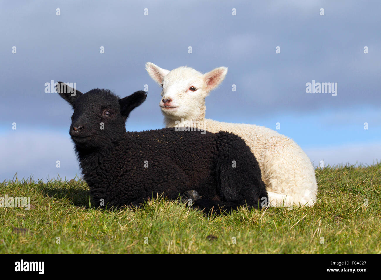 Les moutons domestiques. Le noir et blanc agneau couché sur une digue. Allemagne Banque D'Images