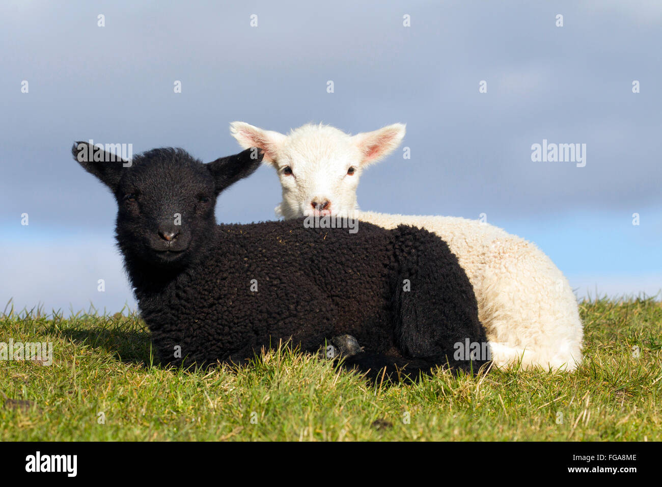 Les moutons domestiques. Le noir et blanc agneau couché sur une digue. Allemagne Banque D'Images