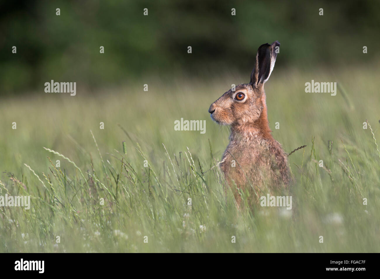 Lièvre brun Lepus capensis ; seul dans la prairie ; Ile de Man, Royaume-Uni Banque D'Images