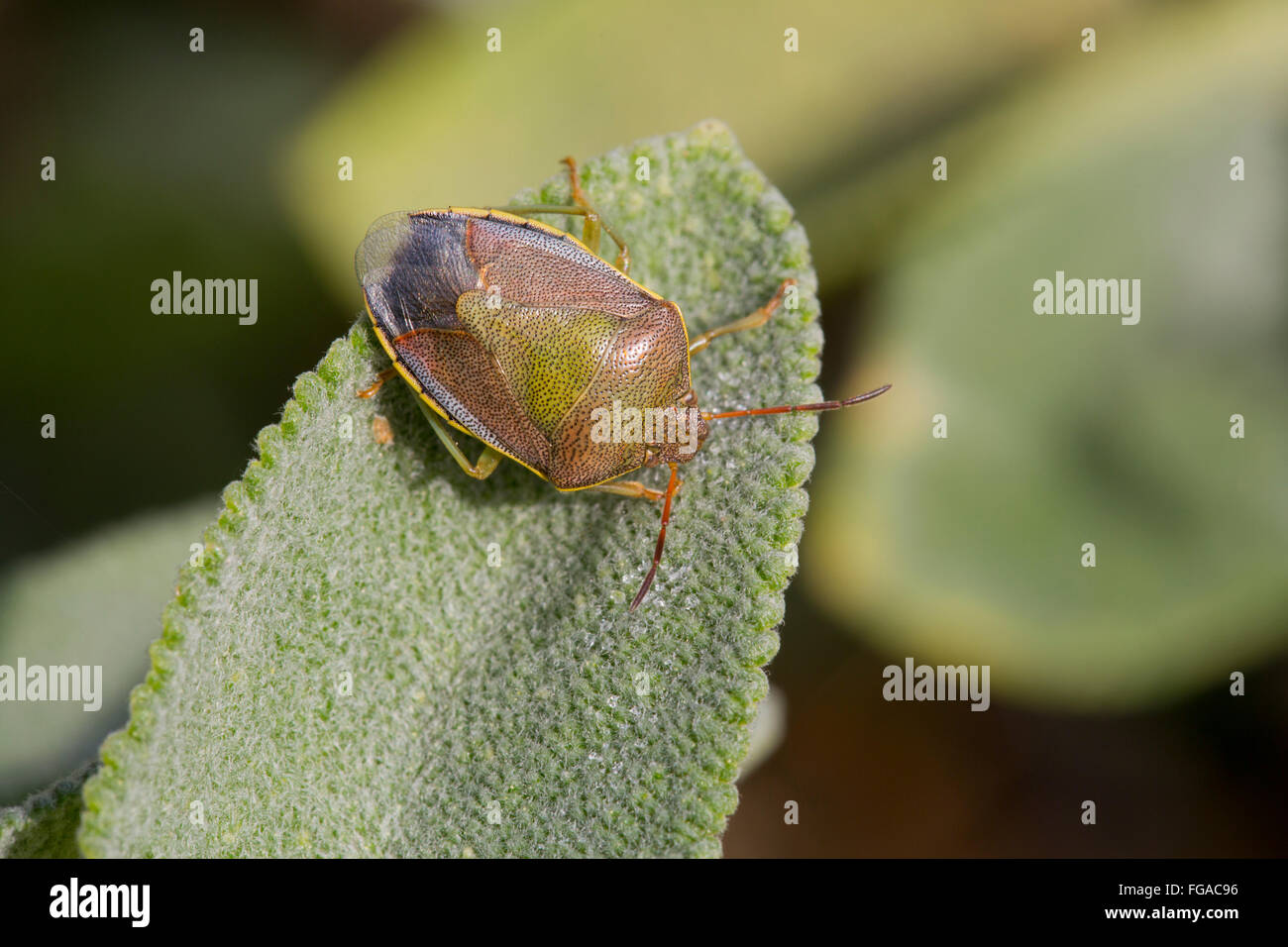 Green Shield Bug commun ; Palomena prasina seul sur Leaf ; Cornwall UK Banque D'Images