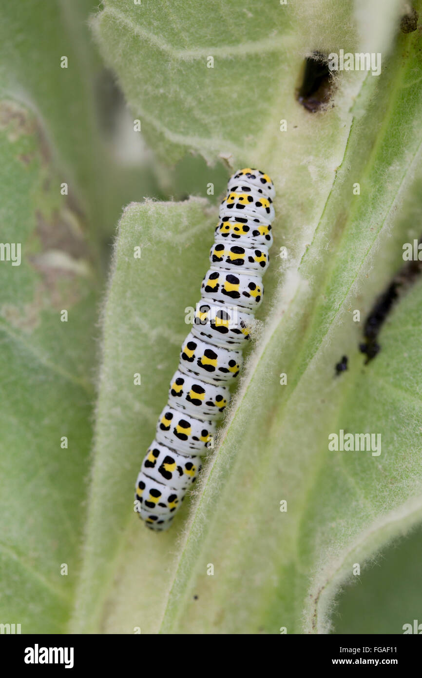 Mullein Moth ; Shargacucullia verbasci Caterpillar seul sur des feuilles de Molène Cornwall ; UK Banque D'Images