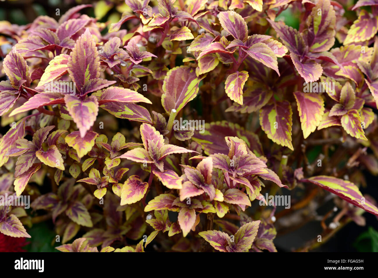 Camouflage Coleus blumei Coleus Solenostemon brun vert scutellarioides feuillage panaché de feuilles de plantes ornementales Floral RM Banque D'Images