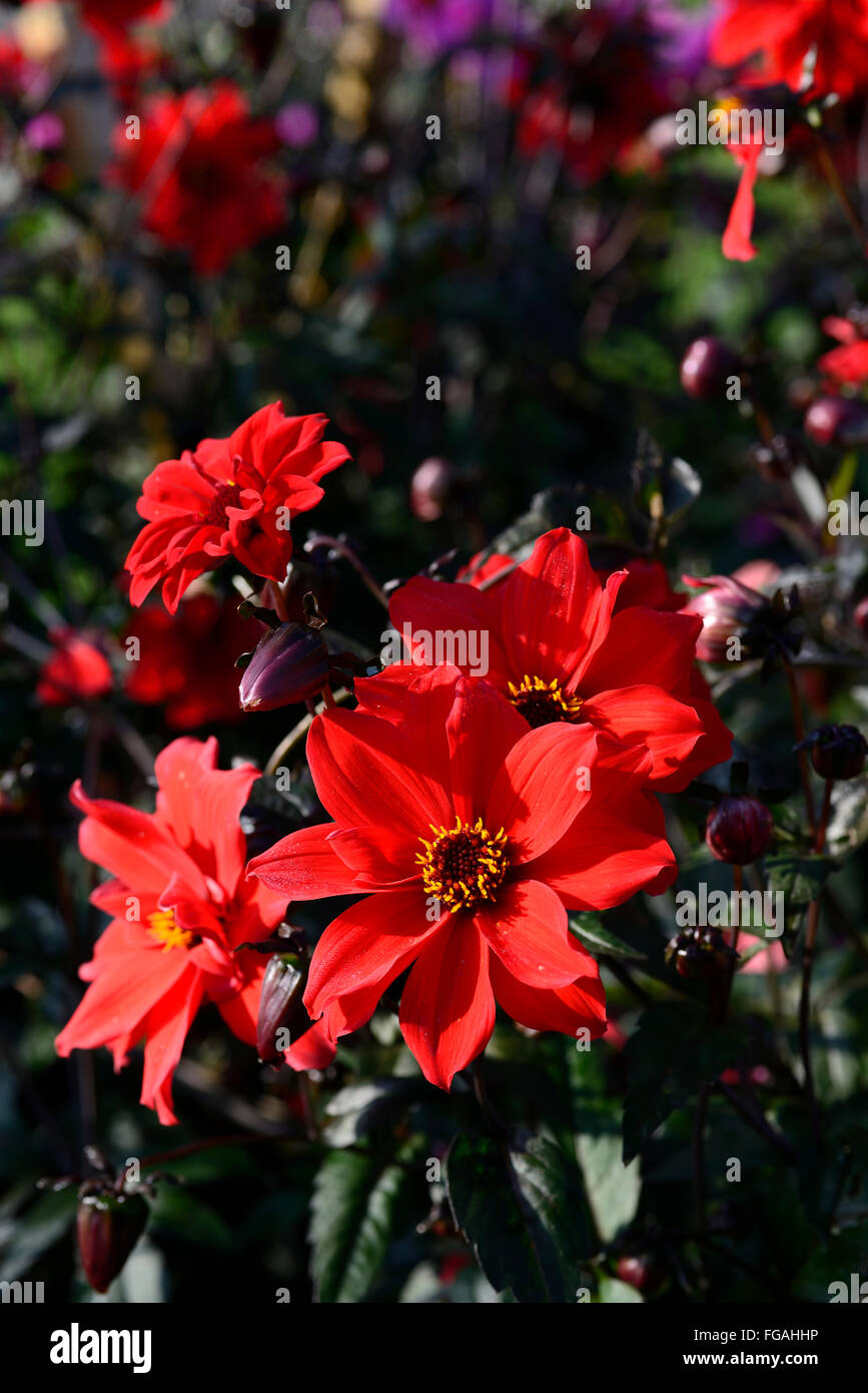 Évêque de Llandaff Dahlia semi-double rouge dahlias fleurs fleur tubercule vivace plante tubéreuse Floral RM Banque D'Images