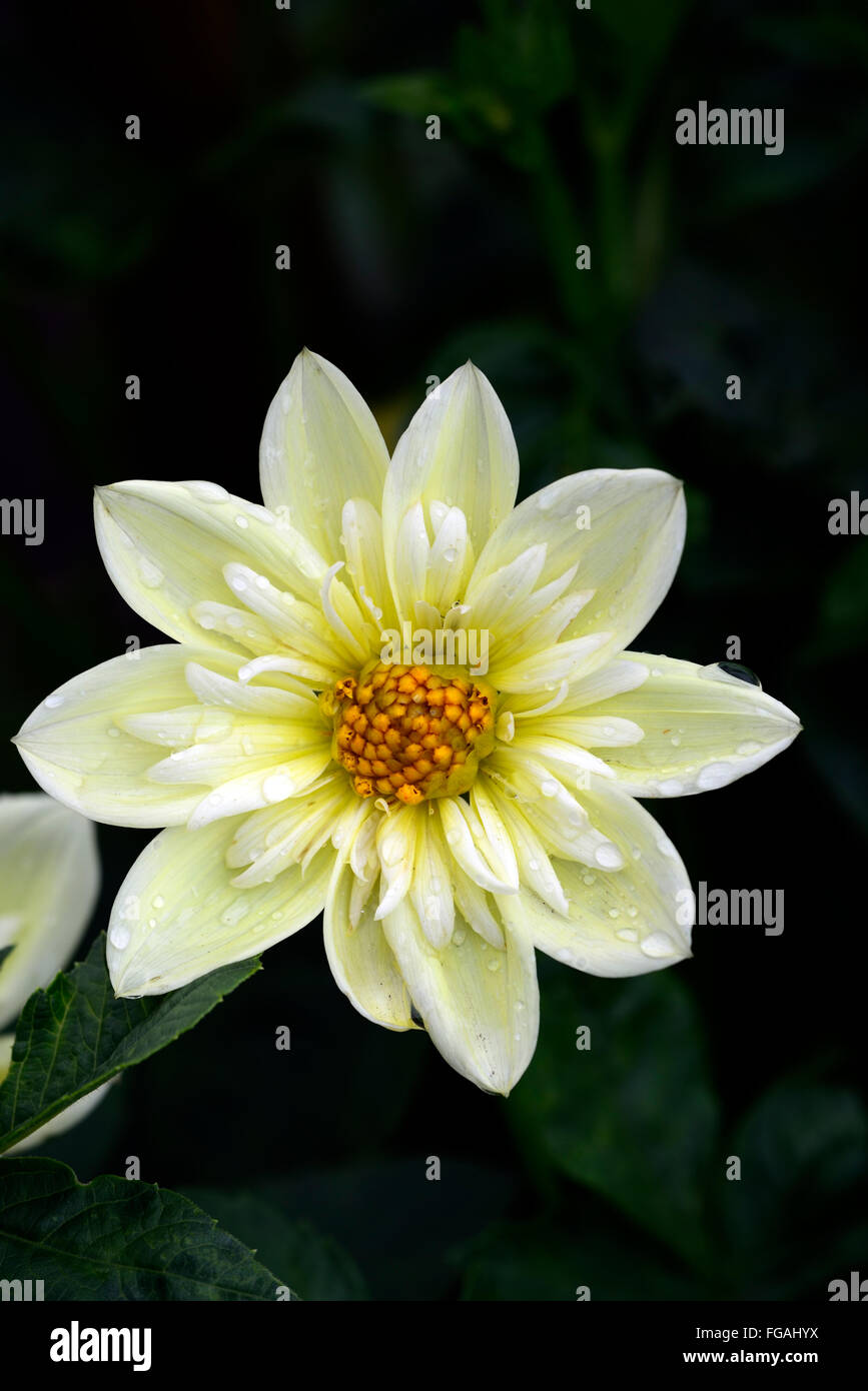 Clair de lune dahlia collerette blanche jaune dahlias fleurs fleur  tubercule vivace plante tubéreuse Floral RM Photo Stock - Alamy