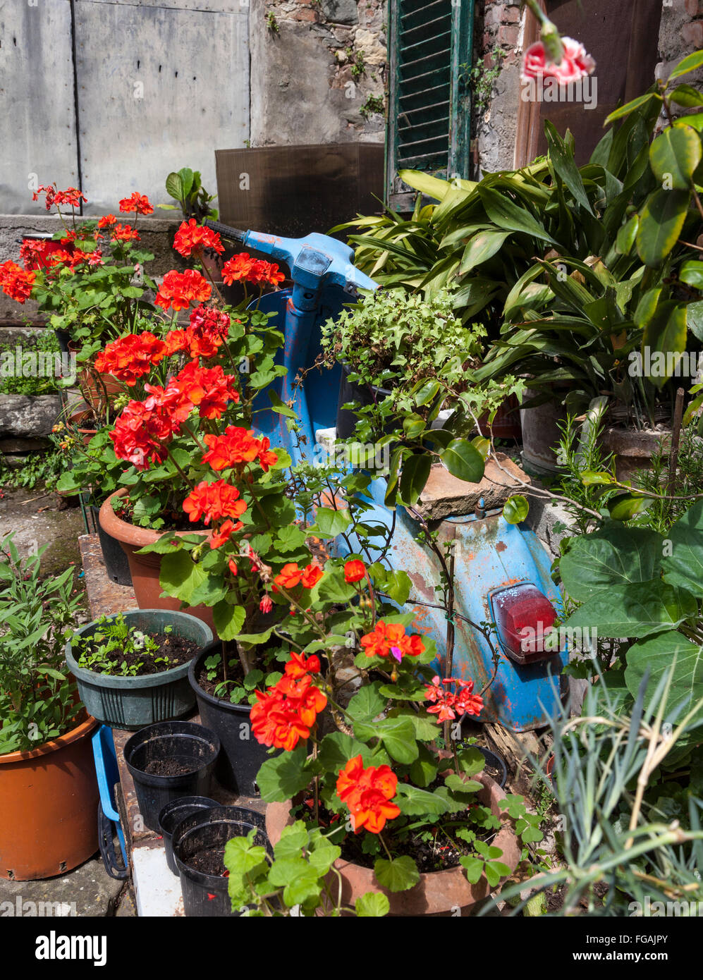 Fleurs scooter Banque D'Images