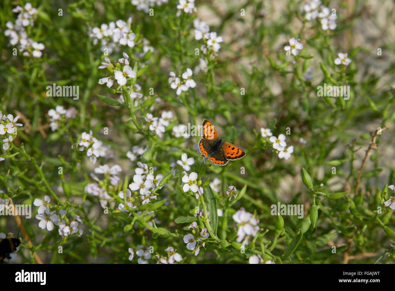 Petit papillon Lycaena phlaeas cuivre ; seule la mer sur Rocket Cornwall ; UK Banque D'Images