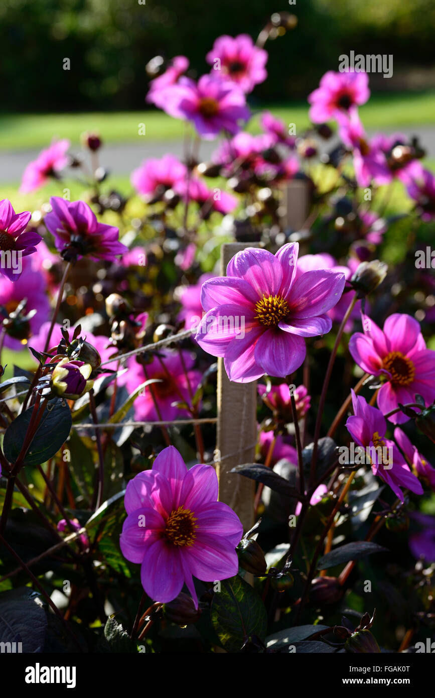 Dahlia heureux seul juliette Rose Vert Violet dahlias fleurs fleur tubercule vivace plante tubéreuse Floral RM Banque D'Images