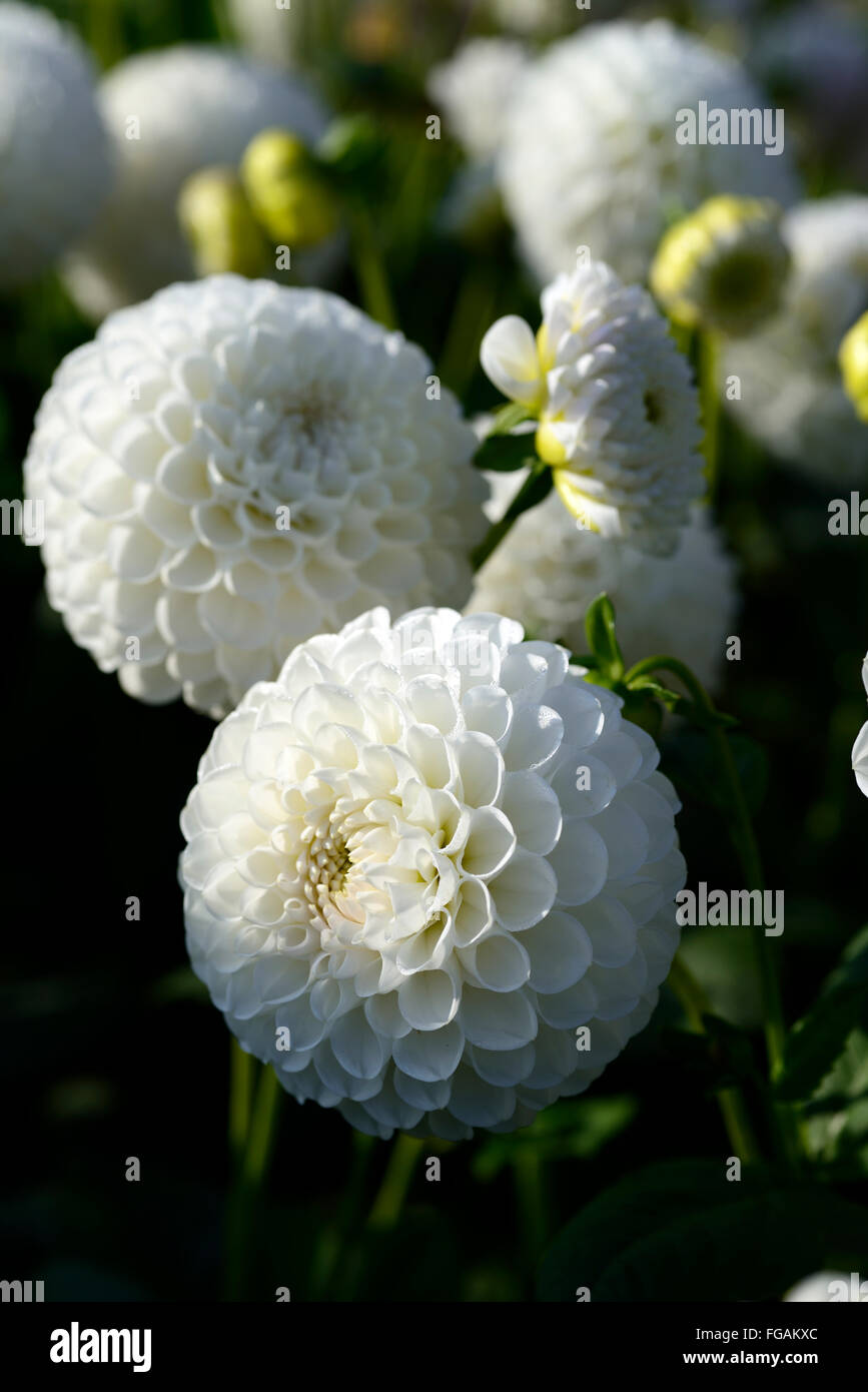 Dahlia boule blanche Banque de photographies et d'images à haute résolution  - Alamy