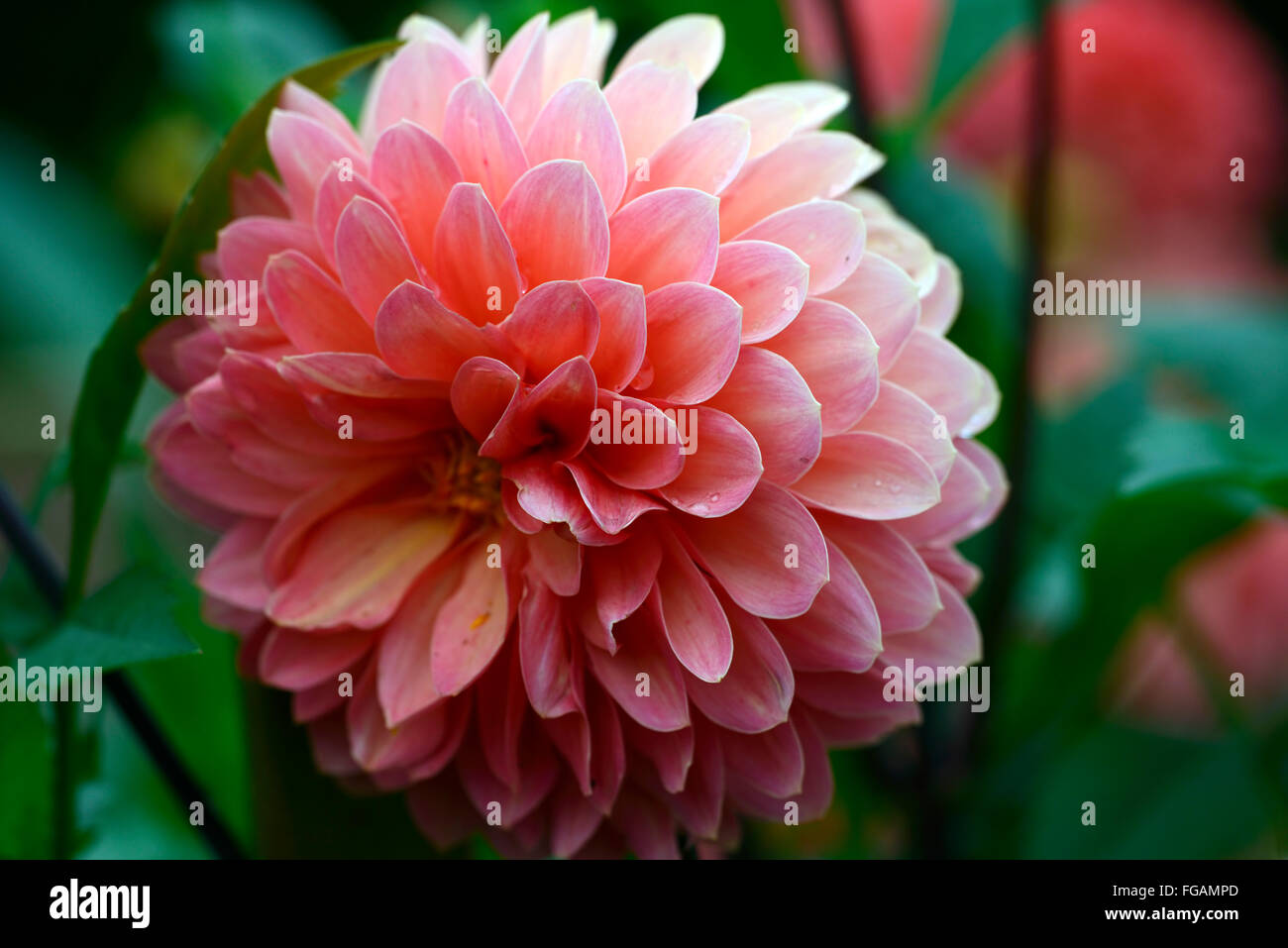 Dahlia nouvelle église ball orange dahlias fleurs fleur tubercule vivace plante tubéreuse Floral RM Banque D'Images