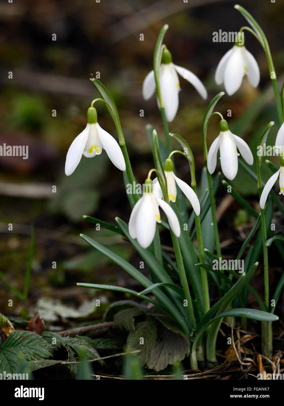 Galanthus nivalis blonde Inge blanc fleur fleurs snowdrop perce-neige marques jaunes les bulbes de printemps floral RM Banque D'Images