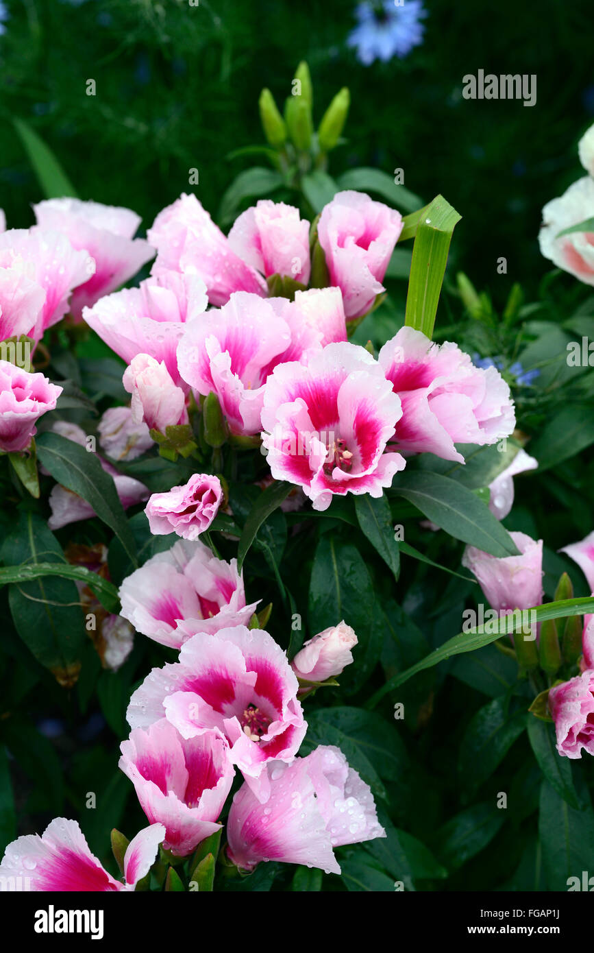 Saumon nain Godetia graines Princesse Clarkia Amoena Annuelle Fleurs