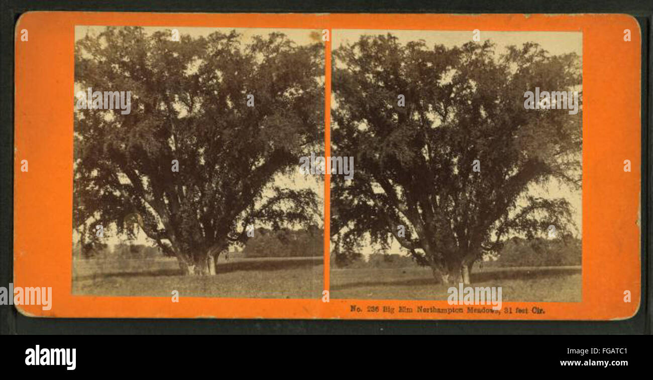 Cette photographie de F.H. Putnam montre le Big Elm dans Northampton Meadow, mettant en valeur la taille impressionnante de l'arbre avec une circonférence de 31 pieds. Banque D'Images