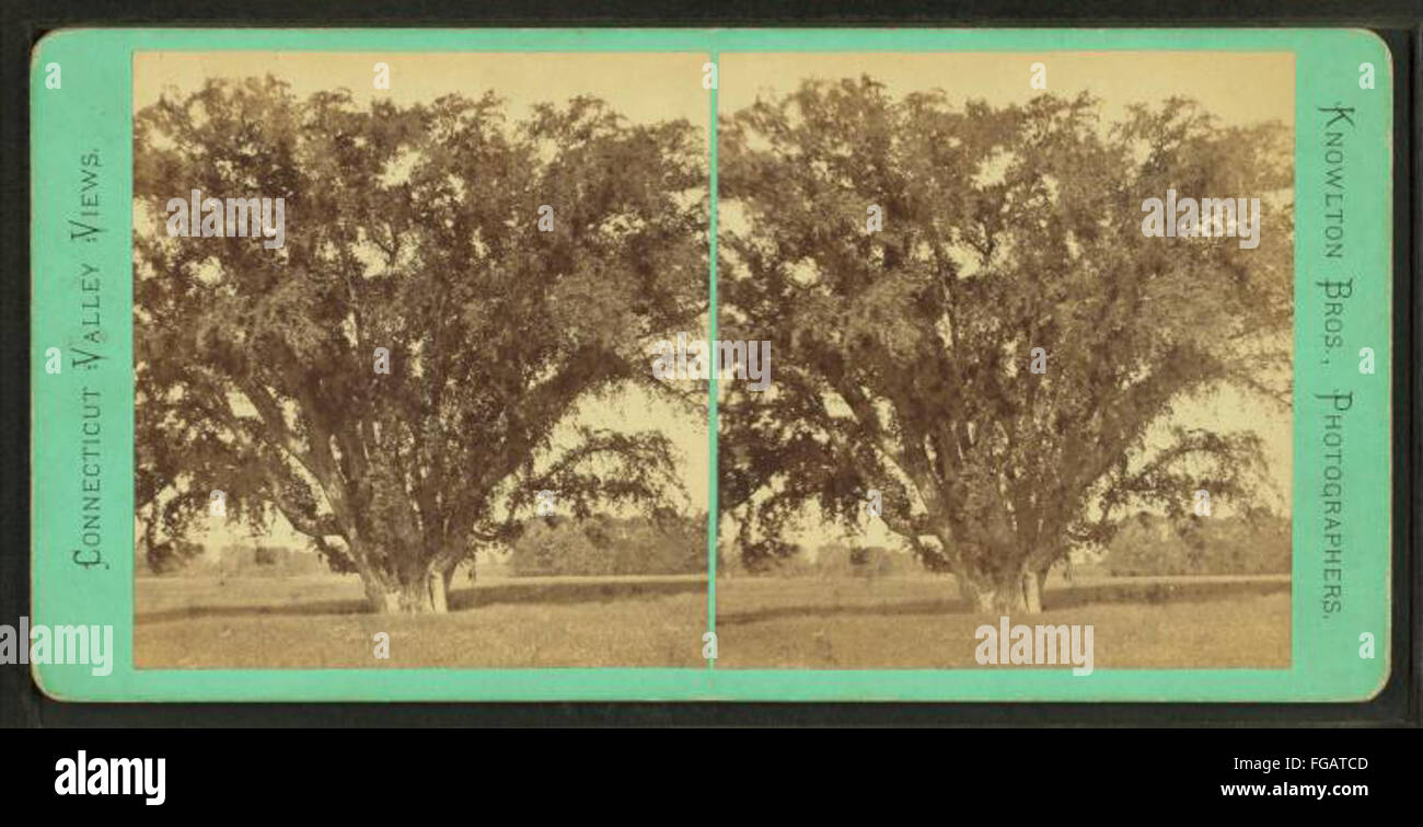 Cette photographie montre un grand orme d'une circonférence de 31 pieds à Northampton Meadows. L'image met en évidence la taille et la majesté de l'arbre. Banque D'Images