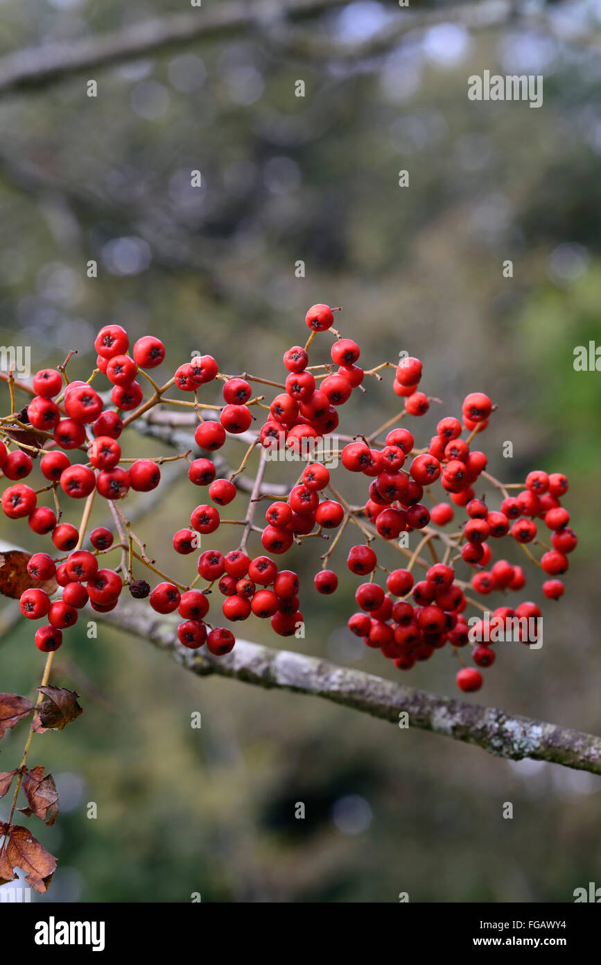 Sorbus decora Belmont Park Rowan Sorbier baies Fruits rouges automne automne arbre arbres décidus floral RM Banque D'Images