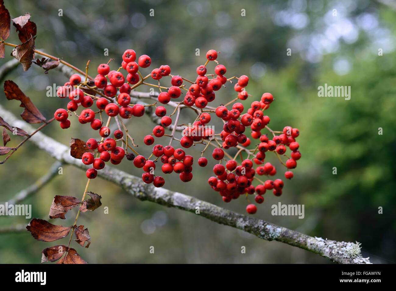 Sorbus decora Belmont Park Rowan Sorbier baies Fruits rouges automne automne arbre arbres décidus floral RM Banque D'Images