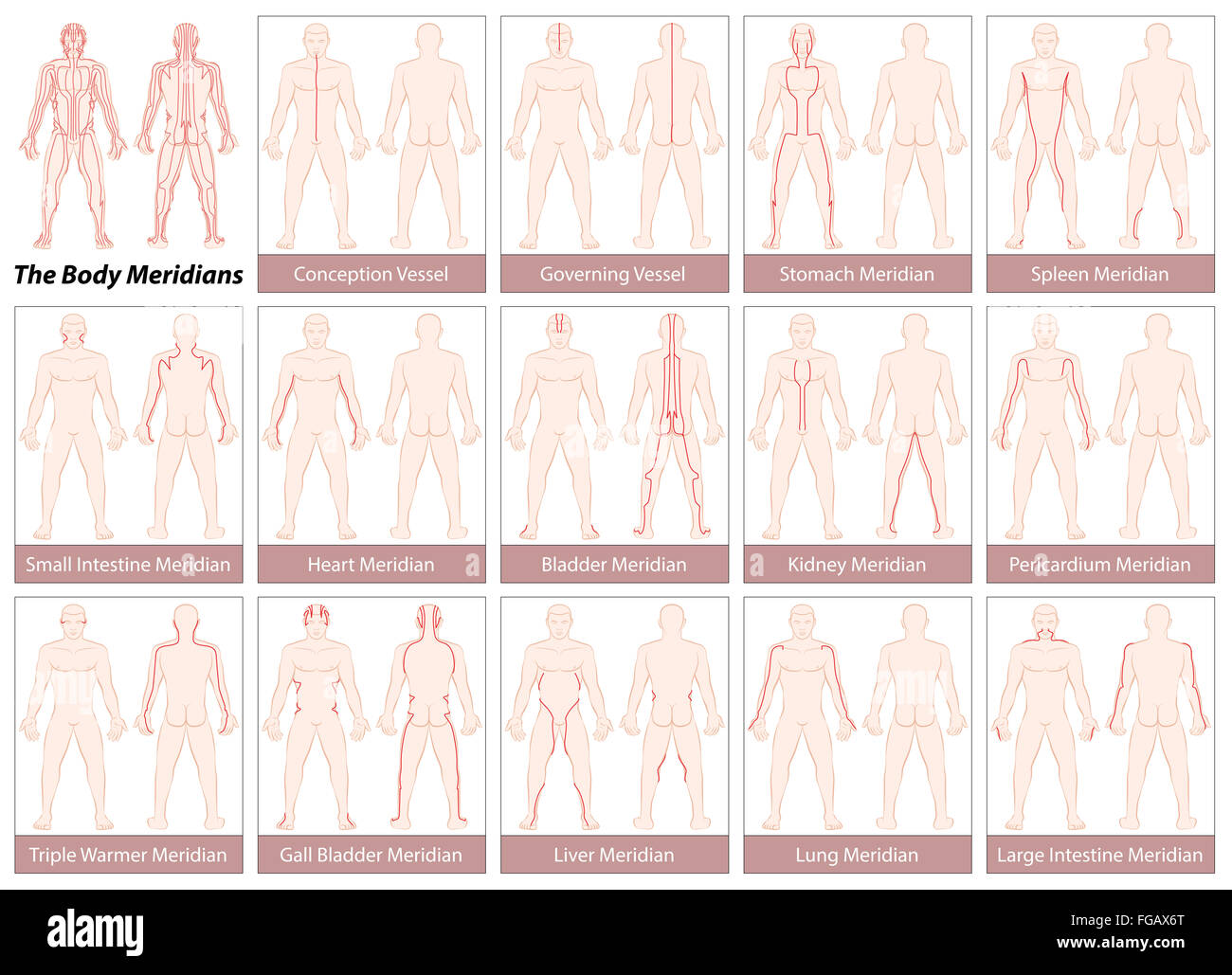 Les méridiens du corps - Tableau des principaux méridiens d'acupuncture, antérieur et postérieur. Illustration sur fond blanc. Banque D'Images