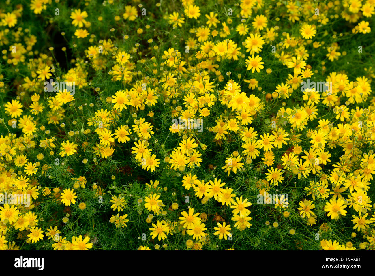 Plantes à fleurs jaunes Banque de photographies et d'images à haute  résolution - Alamy