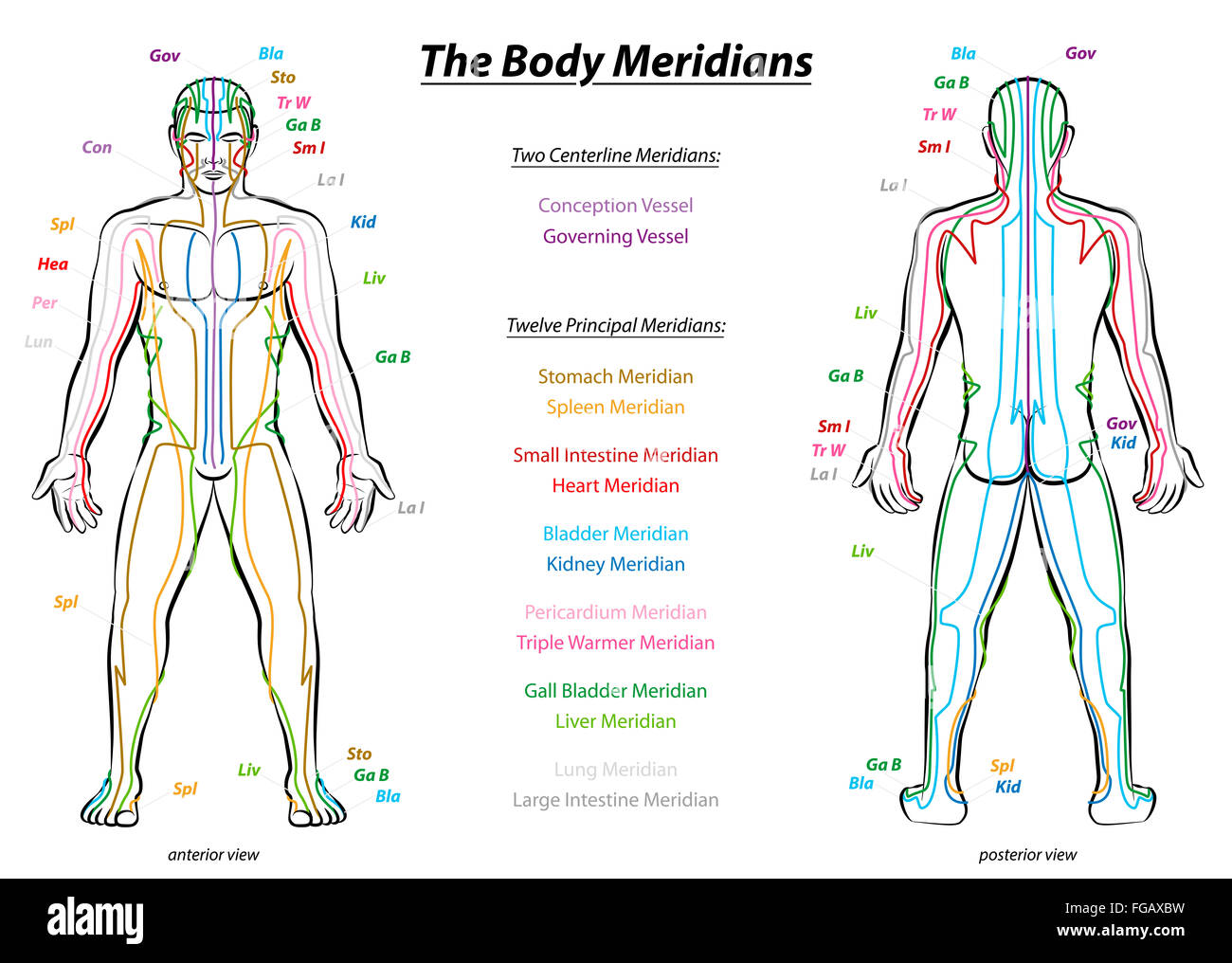 Carte Des Meridiens Du Corps Humain Acupuncture meridians Banque de photographies et d'images à haute  résolution - Alamy