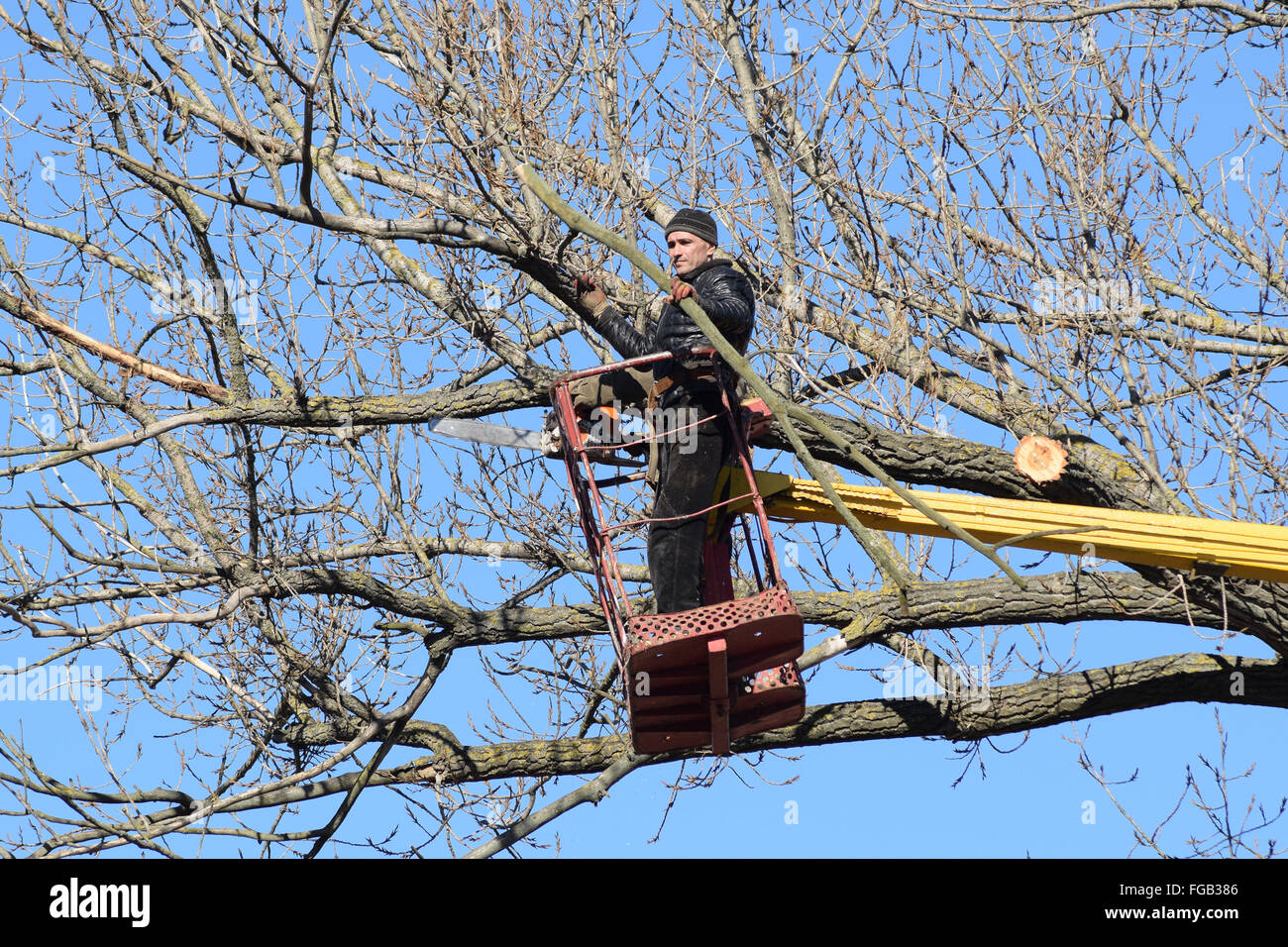 L'élagage des arbres à l'aide d'un bras de levage. La tronçonneuse des branches inutiles de l'arbre. La mise en ordre de parcs et jardins. Banque D'Images