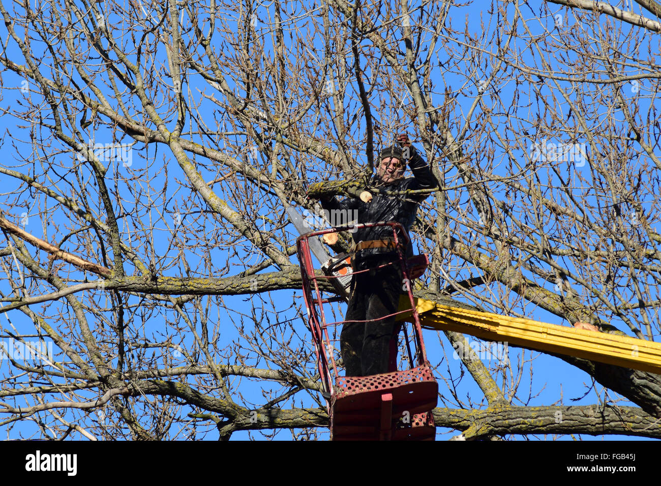 L'élagage des arbres à l'aide d'un bras de levage. La tronçonneuse des branches inutiles de l'arbre. La mise en ordre de parcs et jardins. Banque D'Images