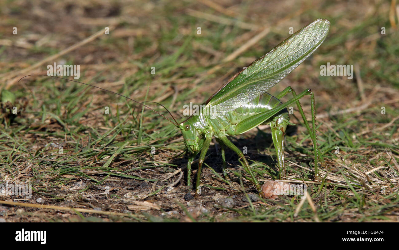 Great Green Bush-Cricket, Katydid, pondre des œufs Banque D'Images