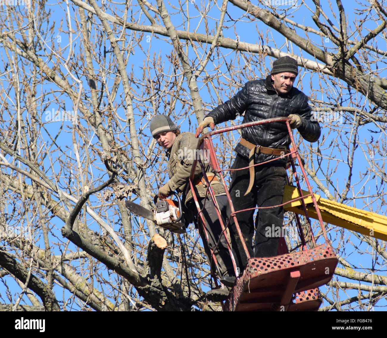 L'élagage des arbres à l'aide d'un bras de levage. La tronçonneuse des branches inutiles de l'arbre. La mise en ordre de parcs et jardins. Banque D'Images