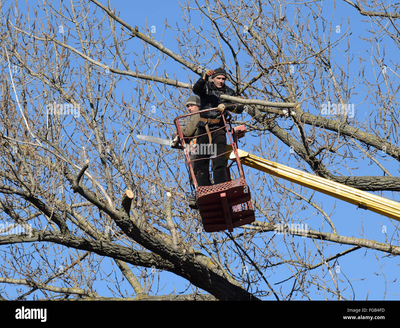 L'élagage des arbres à l'aide d'un bras de levage. La tronçonneuse des branches inutiles de l'arbre. La mise en ordre de parcs et jardins. Banque D'Images