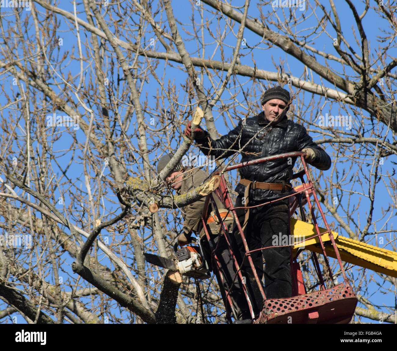 L'élagage des arbres à l'aide d'un bras de levage. La tronçonneuse des branches inutiles de l'arbre. La mise en ordre de parcs et jardins. Banque D'Images