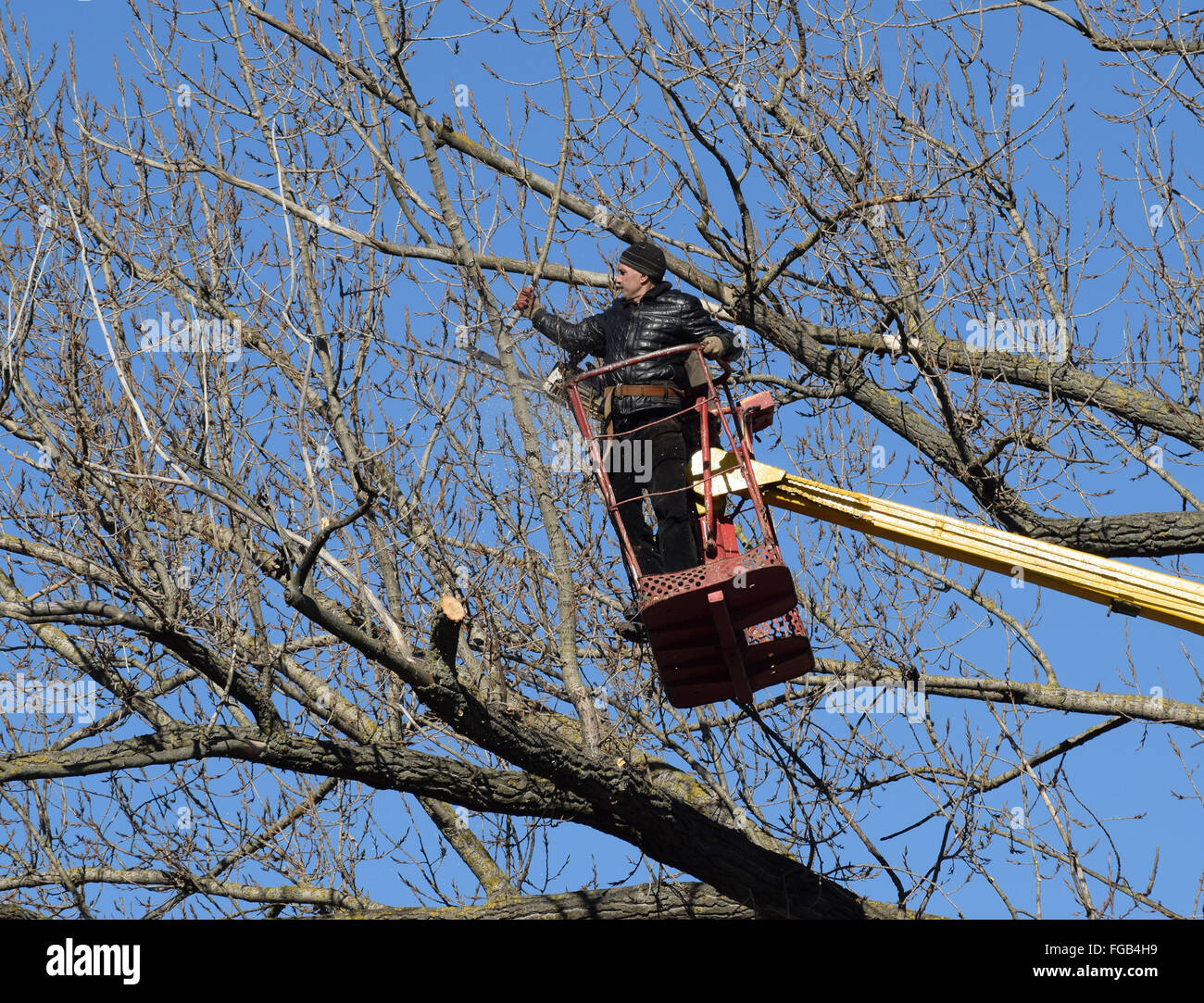 L'élagage des arbres à l'aide d'un bras de levage. La tronçonneuse des branches inutiles de l'arbre. La mise en ordre de parcs et jardins. Banque D'Images