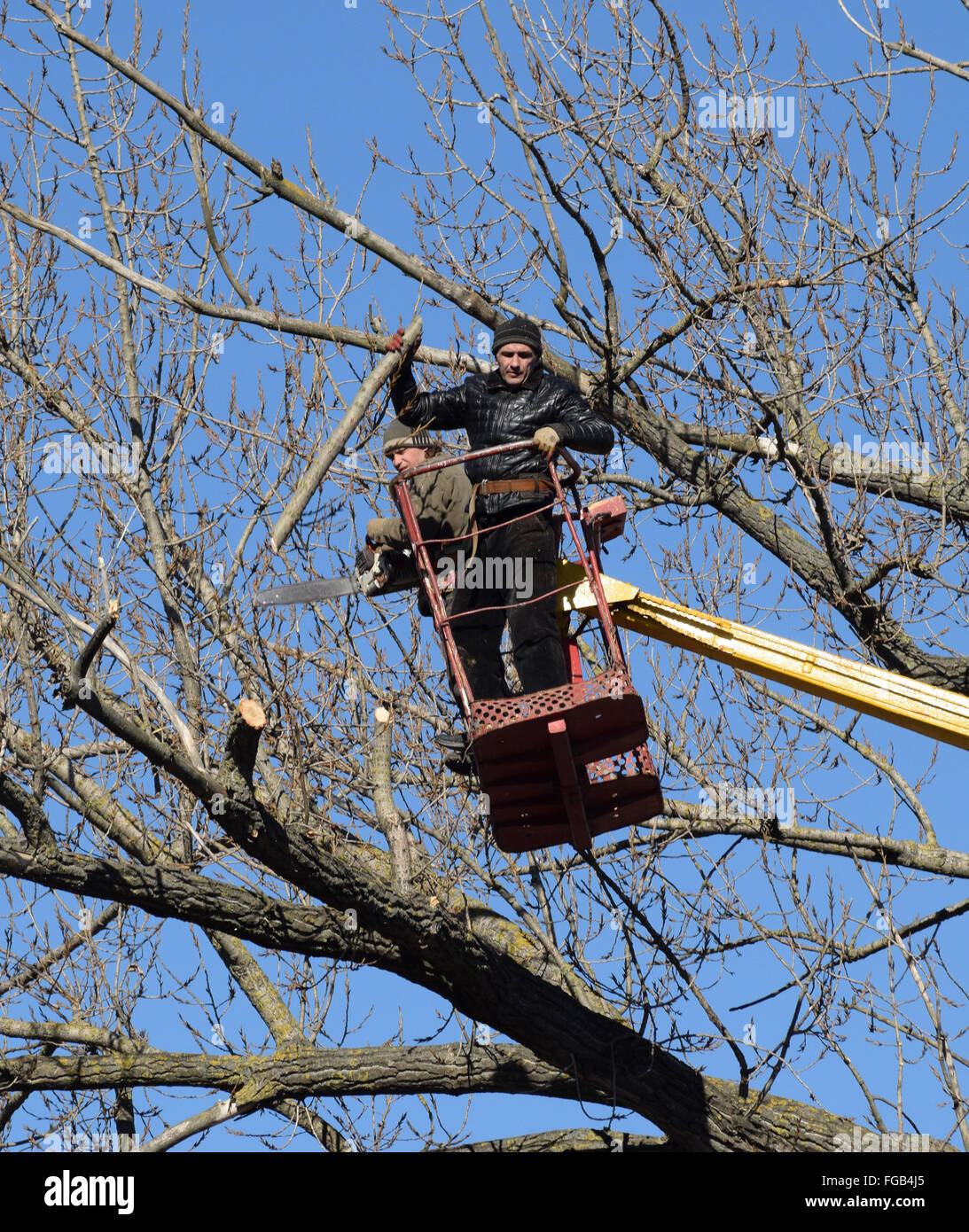 L'élagage des arbres à l'aide d'un bras de levage. La tronçonneuse des branches inutiles de l'arbre. La mise en ordre de parcs et jardins. Banque D'Images